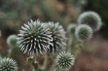 thistle in the wind