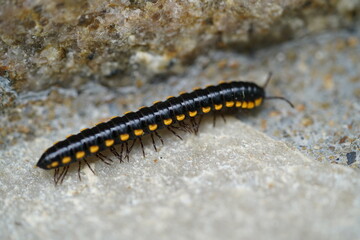Polydesmida millipedes