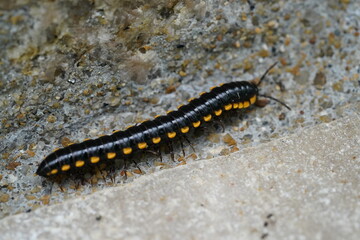 insectes Diversity of Millipedes 