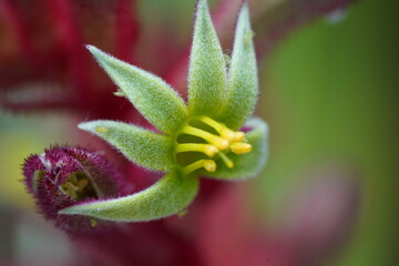 close up of Kangaroo Paw flower - Anigozanthos species