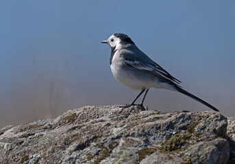  White wagtail (Motacilla alba)Sädesärla.