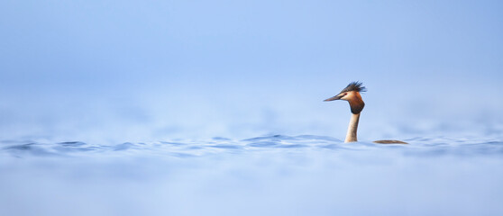 Podiceps cristatus swims in the waves looking for food.