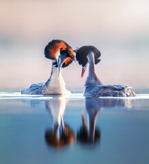 Podiceps cristatus floats on the water and doing pre-wedding dance.