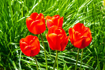 Spring Tulipa Flowers