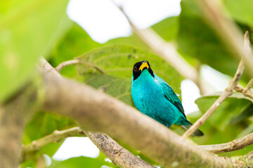 Green Honeycreeper Tanager