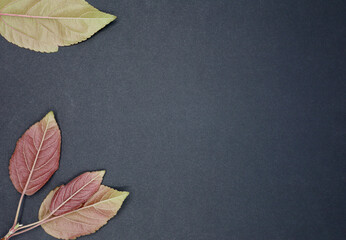 autumn leaves on the black paper background