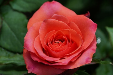red rose in garden