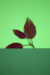 autumn leaves on the green paper background