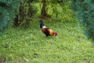 Fototapeta premium pretty rooster | Red Junglefowl | Gallus gallus | 红原鸡 | rooster on the grass
