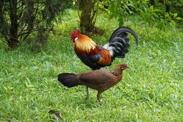 pretty rooster | Red Junglefowl | Gallus gallus | 红原鸡 | rooster on the grass