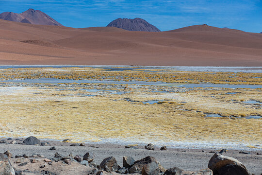 Deserto atacama