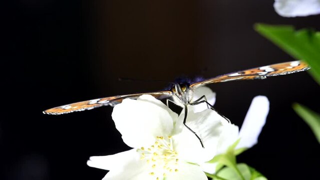 uno splendido esemplare di limenithis populi, una bellissima farfalla gran silvano appena nata, mentre si nutre di alcuni fiori bianchi