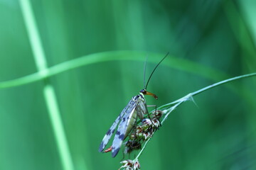 common scorpionfly sitting on a leaf of grass