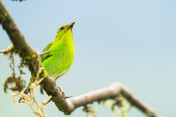 Green Honeycreeper Tanager