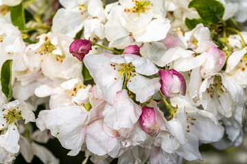 Flowers of Flowering Crabapple (Malus ‘David’)