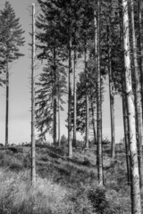 Grayscale shot spruce forest destroyed by bark beetle and storm