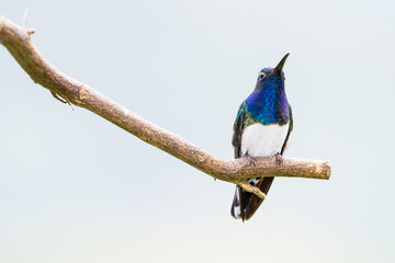 White-necked Jacobin