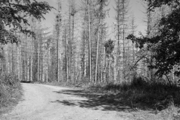 Grayscale shot of spruce forest destroyed by bark beetle and storm