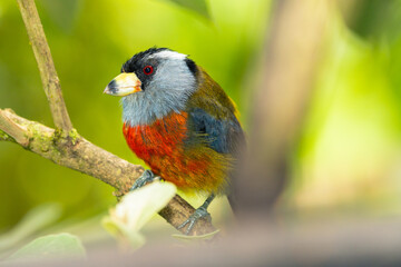 Toucan Barbet