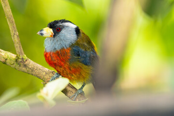 Fototapeta premium Toucan Barbet