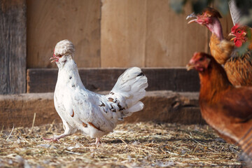 The white hen walks like a commander on the straw in front of the other brown hens.
