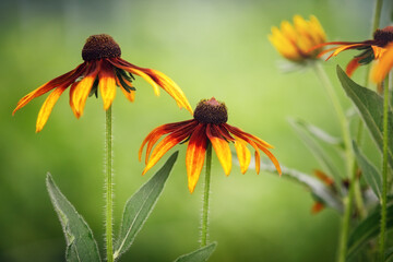 Selective focus of yellow rudbeckia flowers growing in the garden. Gift card, copy space. - obrazy, fototapety, plakaty