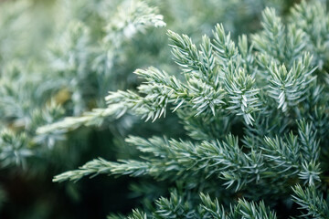 Close up green Creeping Juniper plant in close up.
