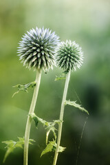 Two Eryngium flower heads on dark green blurred background
