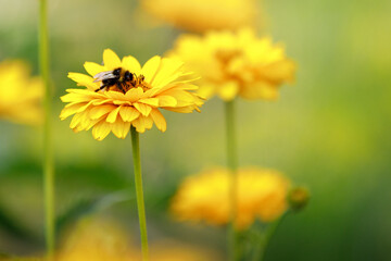 Yellow echinacea flowers in full bloom, and bumble bee collecting nectar.