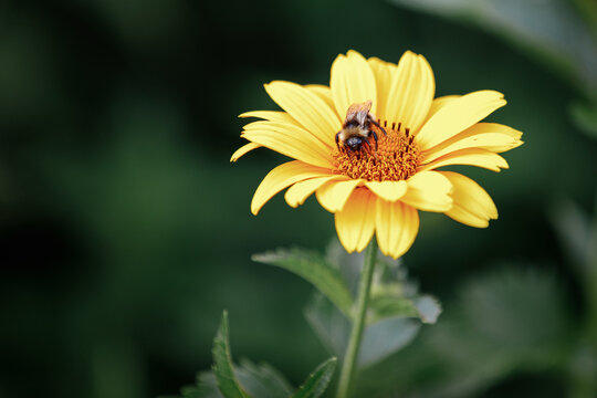 Echinacea yellow paradoxa , flower in the garden