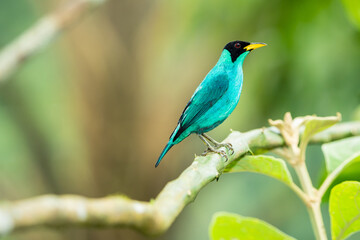 Green Honeycreeper Tanager