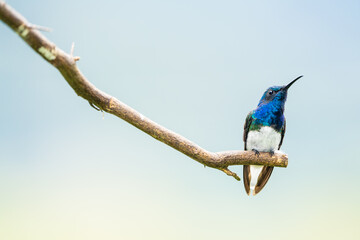 White-necked Jacobin