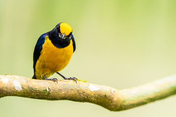 Orange Bellied Euphonia
