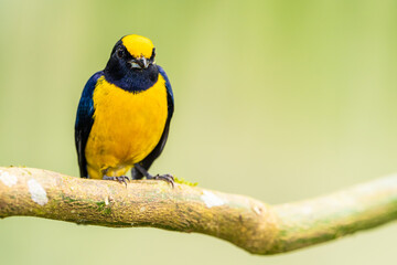 Orange Bellied Euphonia