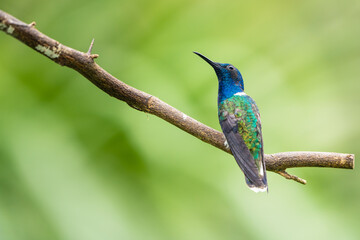 White-necked Jacobin