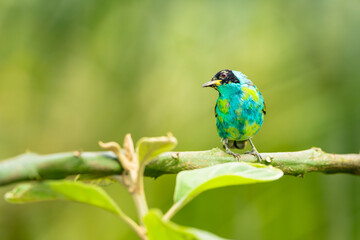 Green Honeycreeper Tanager