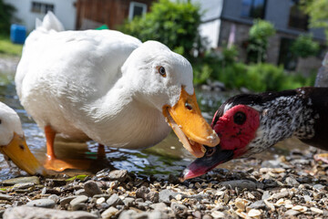 Fototapete bei efototapeten.de bestellen   