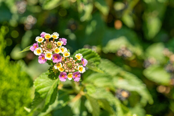 Colorful flowers with blur background during a sunny day, copy space