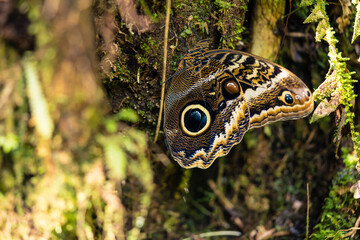 Owl Butterfly