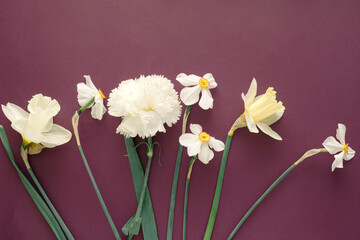 White spring flowers on purple background,flat lay