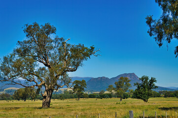 Fototapeta na wymiar Green pasture with gnarled old trees on the foot of the Cathedral Range, part of the Great Dividing Range, between Healesville and Alexandra, Central Victoria, Australia. 