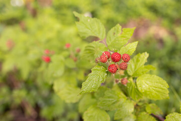 wild raspberry on a bush