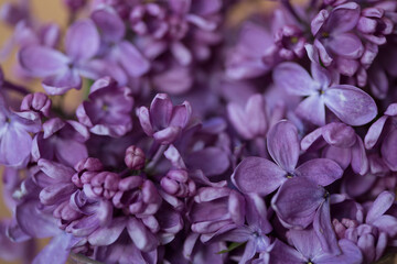 lilac flowers background, copy space