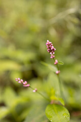 Low Smartweed Wildflower