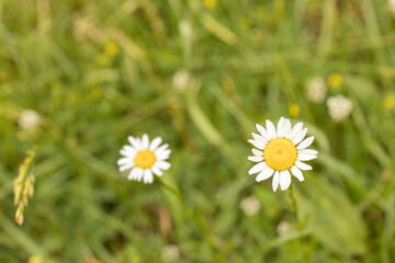 Obraz premium daisies in the grass