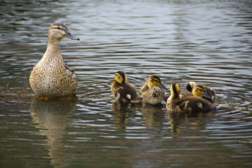 Little ducklings with mom duck.