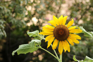 Obraz premium Girasol atardecer