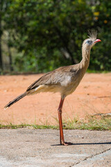 Pássaro Seriema caminhando em fazenda procurando comida. Família de aves Cariamidae. As seriemas são aves territoriais grandes, de pernas e pescoços longos.