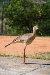 Pássaro Seriema caminhando em fazenda procurando comida. Família de aves Cariamidae. As seriemas são aves territoriais grandes, de pernas e pescoços longos.