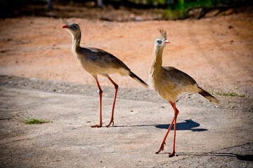 Pássaro Seriema caminhando em fazenda procurando comida. Família de aves Cariamidae. As seriemas são aves territoriais grandes, de pernas e pescoços longos.